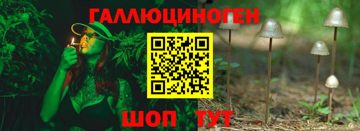 Псилоцибиновые грибы Psilocybe Новомосковск